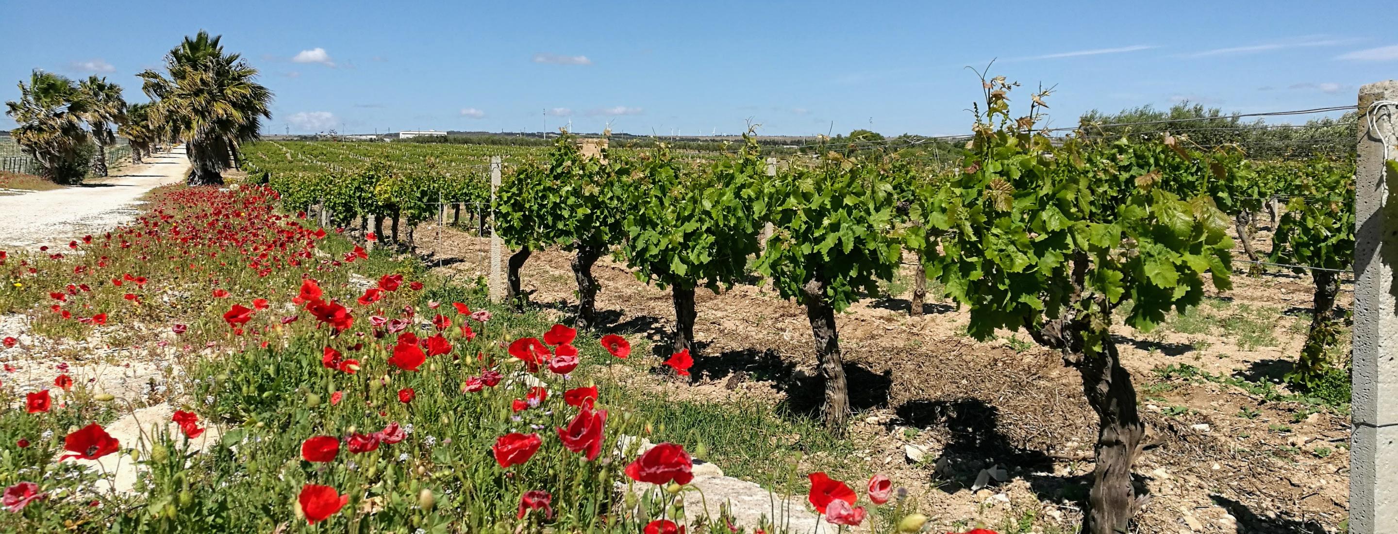 Grillo grapes