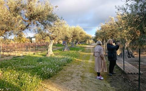 Baroque wine and olive oil tour